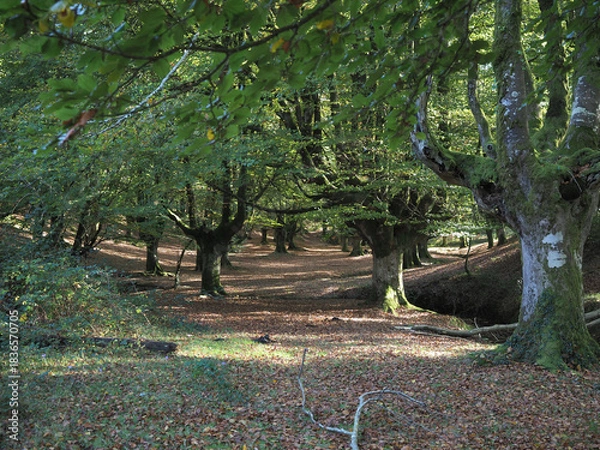 Obraz Bosuqe de hayas