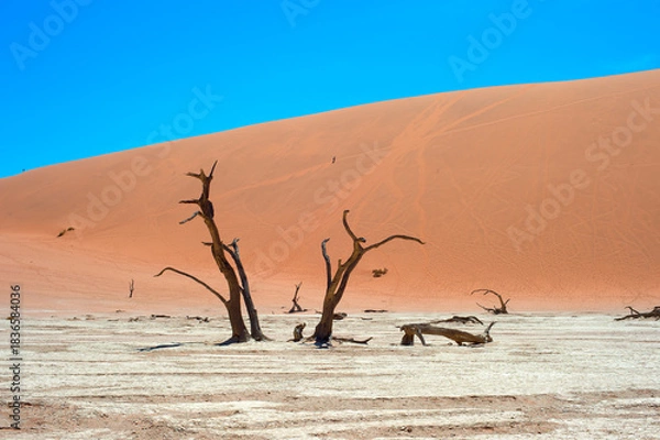 Obraz Ancient trees Deadvlei Sossusvlei, Namibia