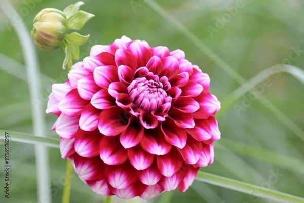 Obraz Blüte mit Knospe einer Chrysantheme