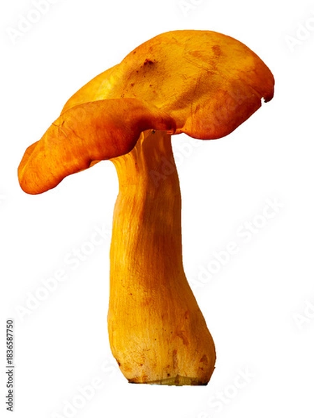 Fototapeta Jack o'Lantern Mushroom on White Background