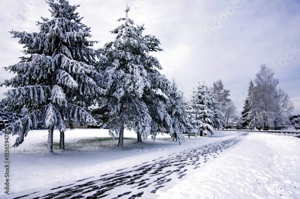 Obraz snow covered trees