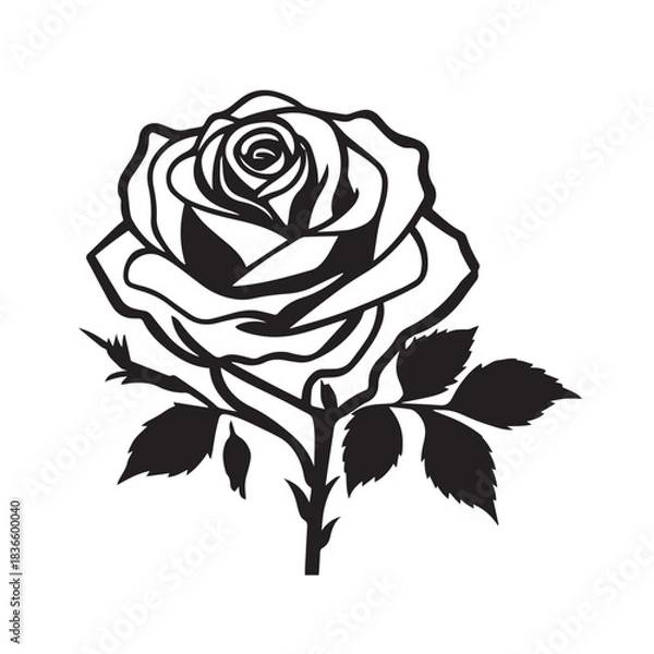 Fototapeta creative rose design using adobe illustrator and vactor..	