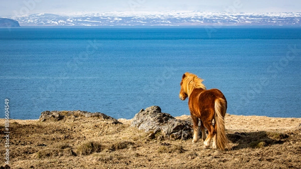 Obraz Icelandic horse