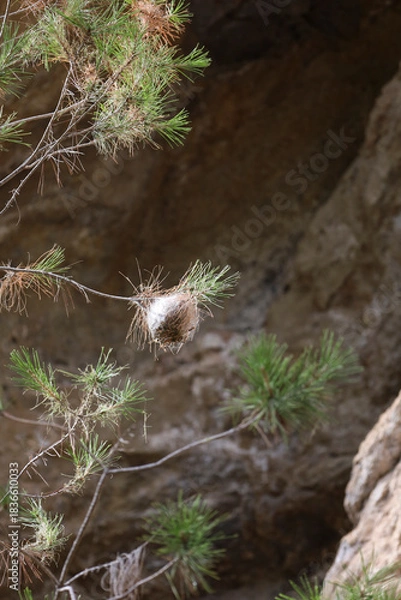 Fototapeta Bag-shelter moth processionary caterpillars