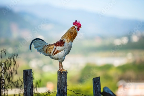 Obraz Gallo de rancho