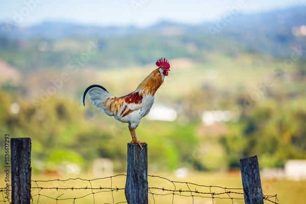 Obraz Gallo de rancho