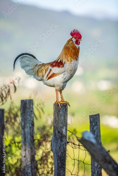 Obraz Gallo de rancho