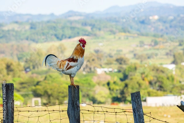 Obraz Gallo de rancho