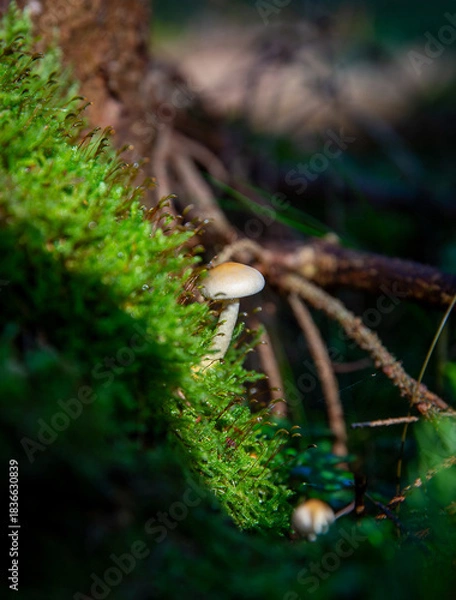 Obraz Funghi, Denmark