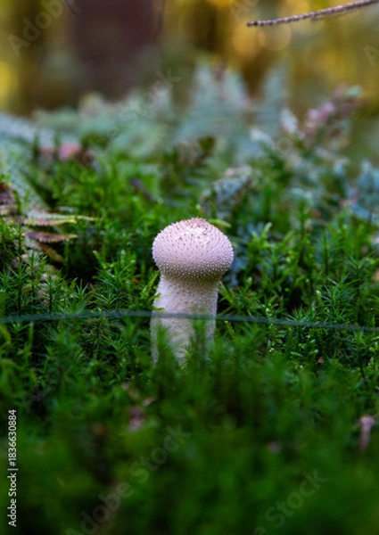Obraz Funghi, Denmark
