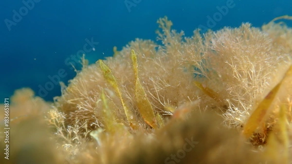 Fototapeta Green algae Caulerpa prolifera and red algae Jania pumila close-up undersea, Ligurian Sea, Italy, Imperia