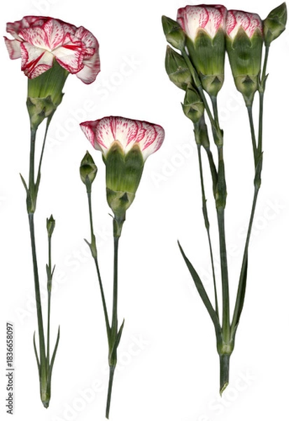 Obraz mini carnations real png cutout