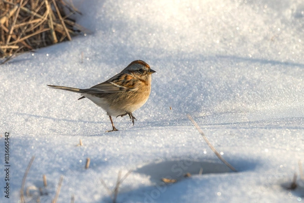 Fototapeta Chipping sparrow walking in the snow.