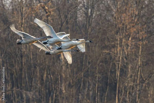 Fototapeta Flock of trumpeter swans in flight.