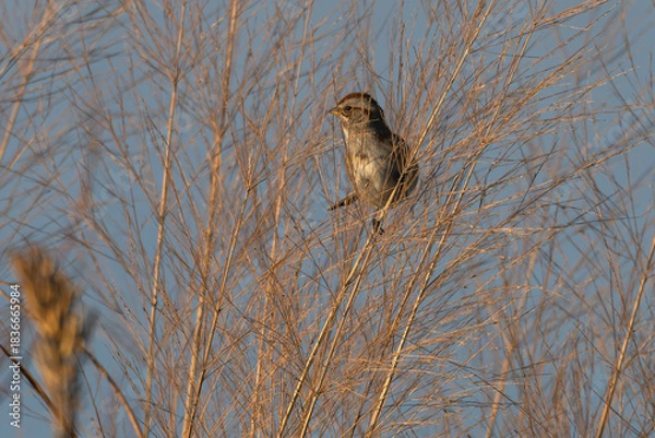 Fototapeta American tree sparrow perched in dormant grasses.