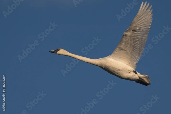 Fototapeta Trumpeter swan in flight against a blue sky..