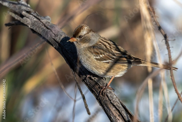 Fototapeta Juvenile white-crowned sparrow perched on a branch.