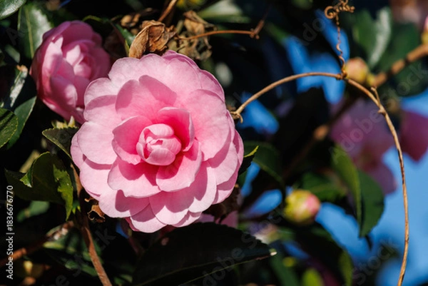 Obraz 美しいピンクのサザンカ