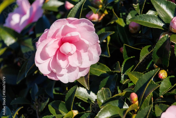 Obraz 美しいピンクのサザンカ