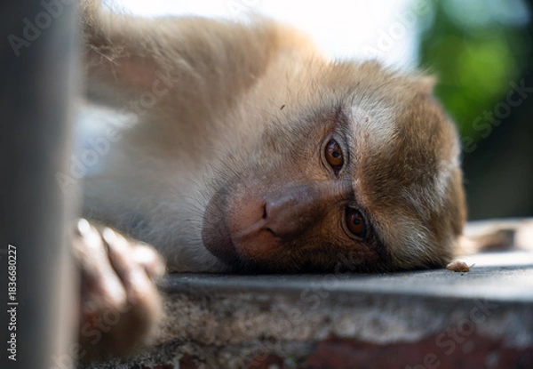 Obraz Tired Monkey Lying Down in Natural Light