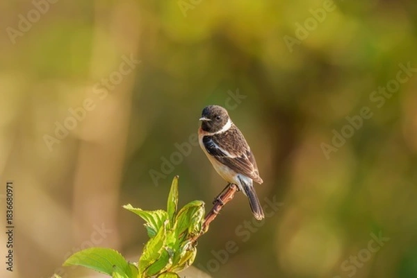 Fototapeta 新緑の若葉の枝にとまってくつろぐノビタキ オス