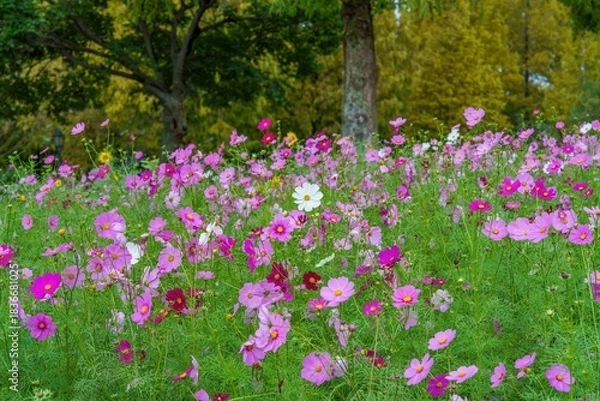 Fototapeta カラフルな満開のコスモス畑の情景