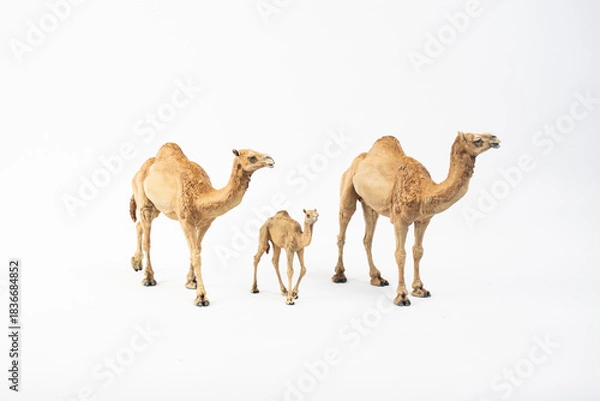 Obraz camel on isolated background