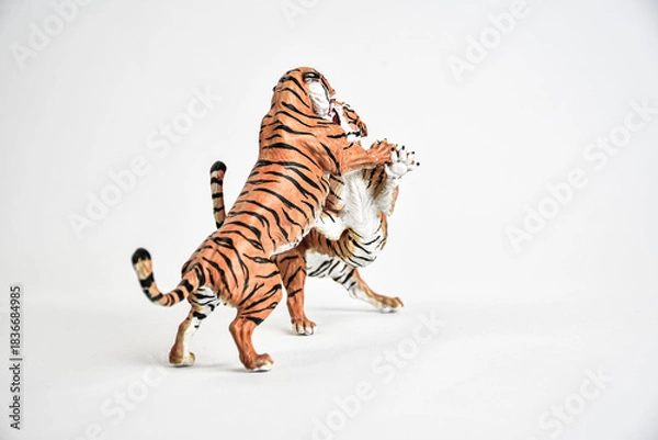Obraz tiger animal on isolated background