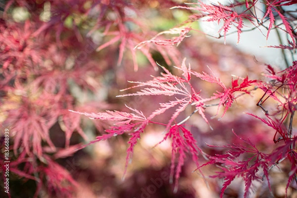 Fototapeta 赤い葉
