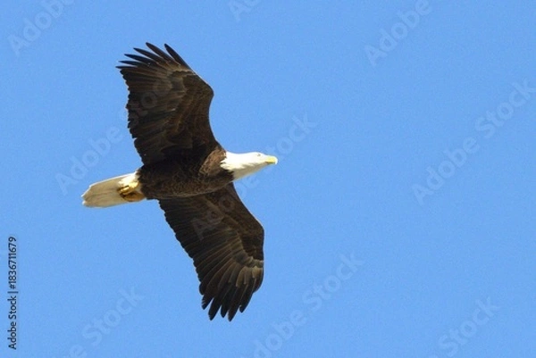 Obraz  american bald eagle in fly doing the nest