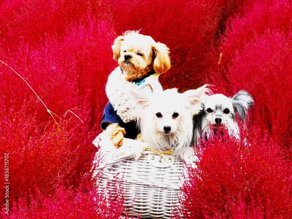 Obraz 真っ赤に染まったコキアが大好きな愛犬