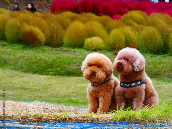 Obraz 真っ赤に染まったコキアが大好きな愛犬