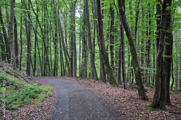 Obraz Waldweg