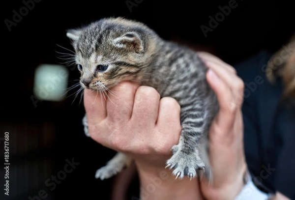Obraz Tiny Tabby Kitten Held in Hands on Black Background