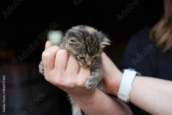 Obraz Tiny Tabby Kitten Held in Hands on Black Background