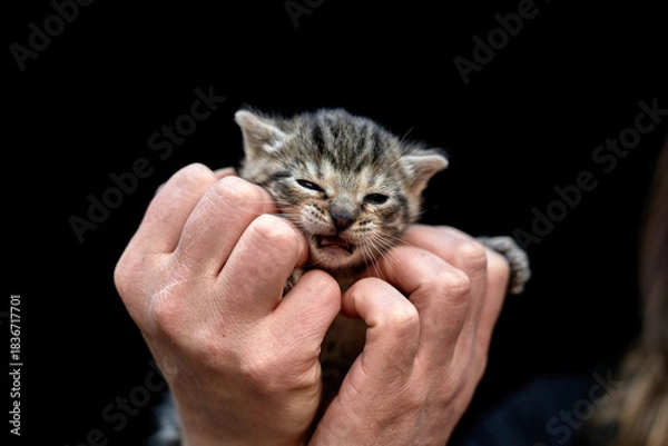 Obraz Tiny Tabby Kitten Held in Hands on Black Background