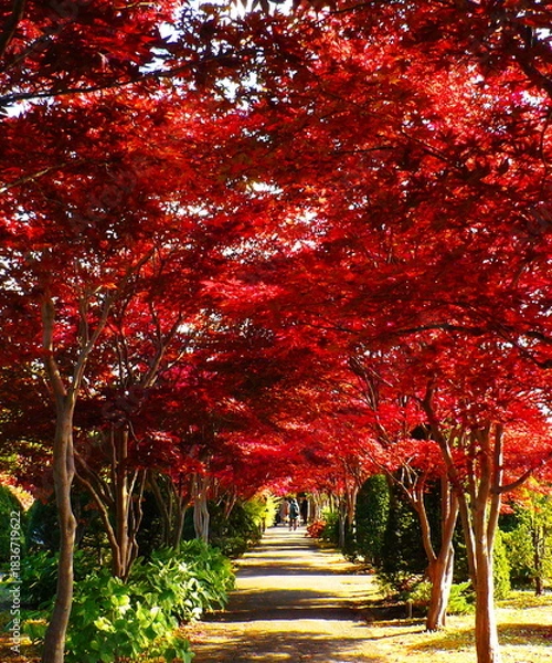 Obraz 真っ赤に染まったノムラモミジ