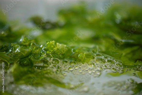 Fototapeta Fresh Sea Lettuce on natural background.
