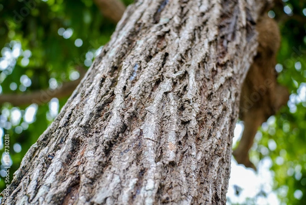 Fototapeta A detailed, close-up view of rugged tree bark showcasing deep fissures and textured surface.