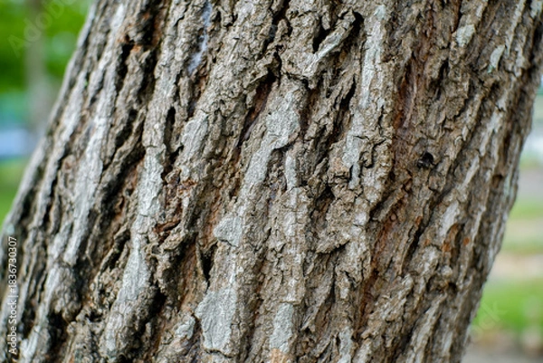 Fototapeta A detailed, close-up view of rugged tree bark showcasing deep fissures and textured surface.
