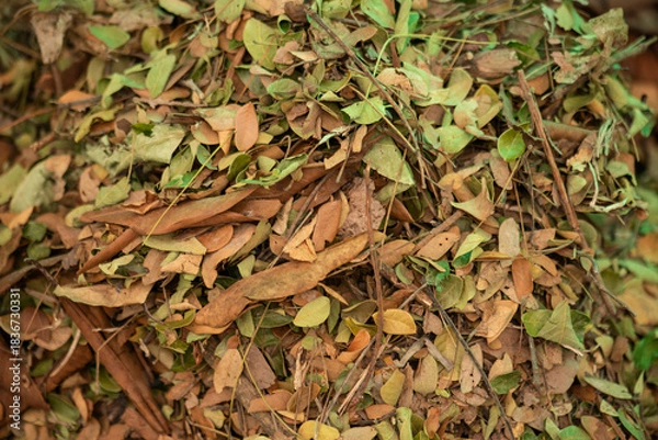 Fototapeta Compost from dry leaves background.