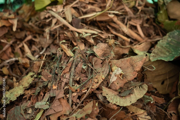 Fototapeta Compost from dry leaves background.