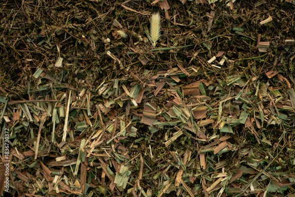 Fototapeta Compost from dry leaves background.