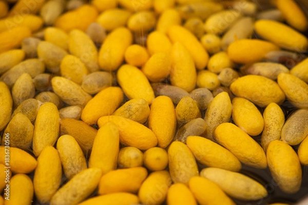 Fototapeta Boiled silk cocoon on natural background.