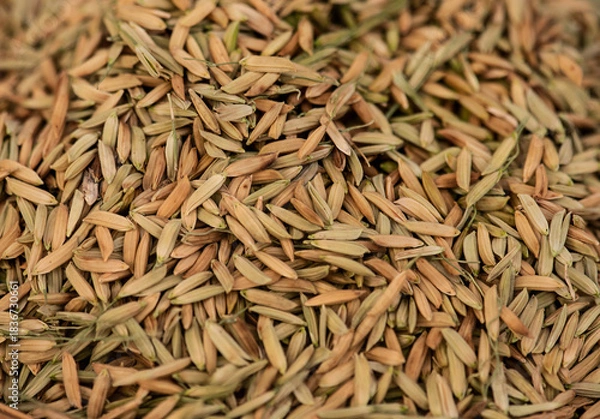 Fototapeta Rice grains on natural background.