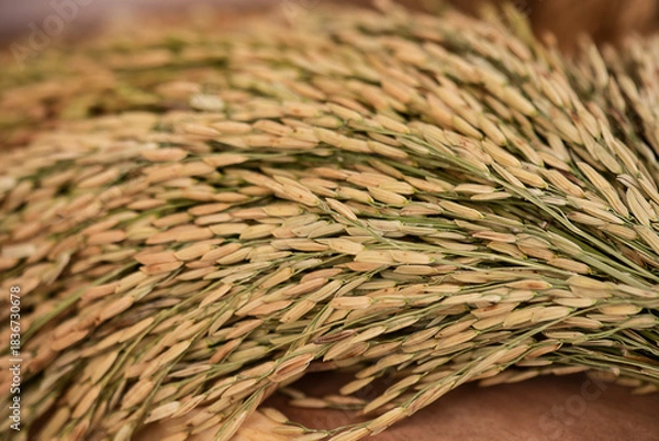 Fototapeta Rice of ears on natural background.