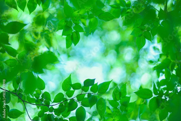 Fototapeta 森の葉