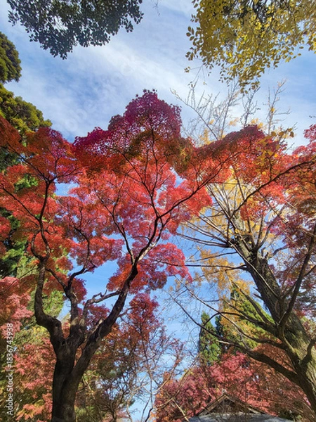 Obraz  青空と美しい紅葉　カラフルな風景　滋賀県大津市皇子が丘公園