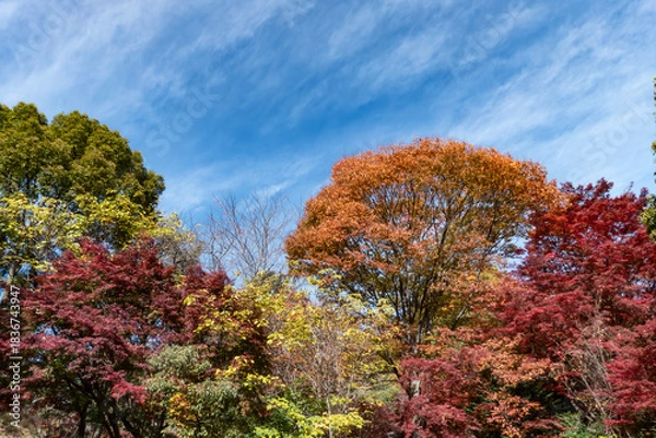Obraz  青空と美しい紅葉　カラフルな風景　滋賀県大津市皇子が丘公園