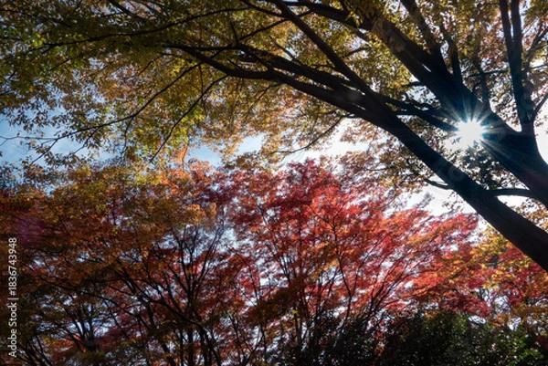 Obraz  青空と美しい紅葉　カラフルな風景　滋賀県大津市皇子が丘公園